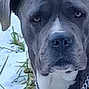 Pépite a rejoint le concours — aidez-le/la à gagner de superbes lots ! dog, close_up, outdoor, snow, chain_collar, pet, animal, face, portrait, grass, winter, canine, muzzle, ears, fur, eyes, nose, head, watchful, background