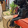 dog, black_dog, indoor, couch, orange_cushion, cardboard_box, plant, paws, furniture, floor, chain_collar, side_view, pet, domestic_animal, houseplant, relaxed, thoughtful, living_room, shadow, casual