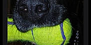 Pépite participe au concours pour gagner de l'argent avec cette photo : dog, black_dog, tennis_ball, close_up, pet, animal, mouth, nose, teeth, collar, chain, brown_eyes, indoor, dark_background, fur, playing, toy, canine, closeup, portrait
