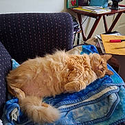 Sunflower is registered to the contest to win money with this photo: cat, orange_cat, fluffy, blanket, couch, indoor, relaxed, pet, feline, tail, paw, cozy, resting, fur, home, table, pen, paper, living_room, comfortable