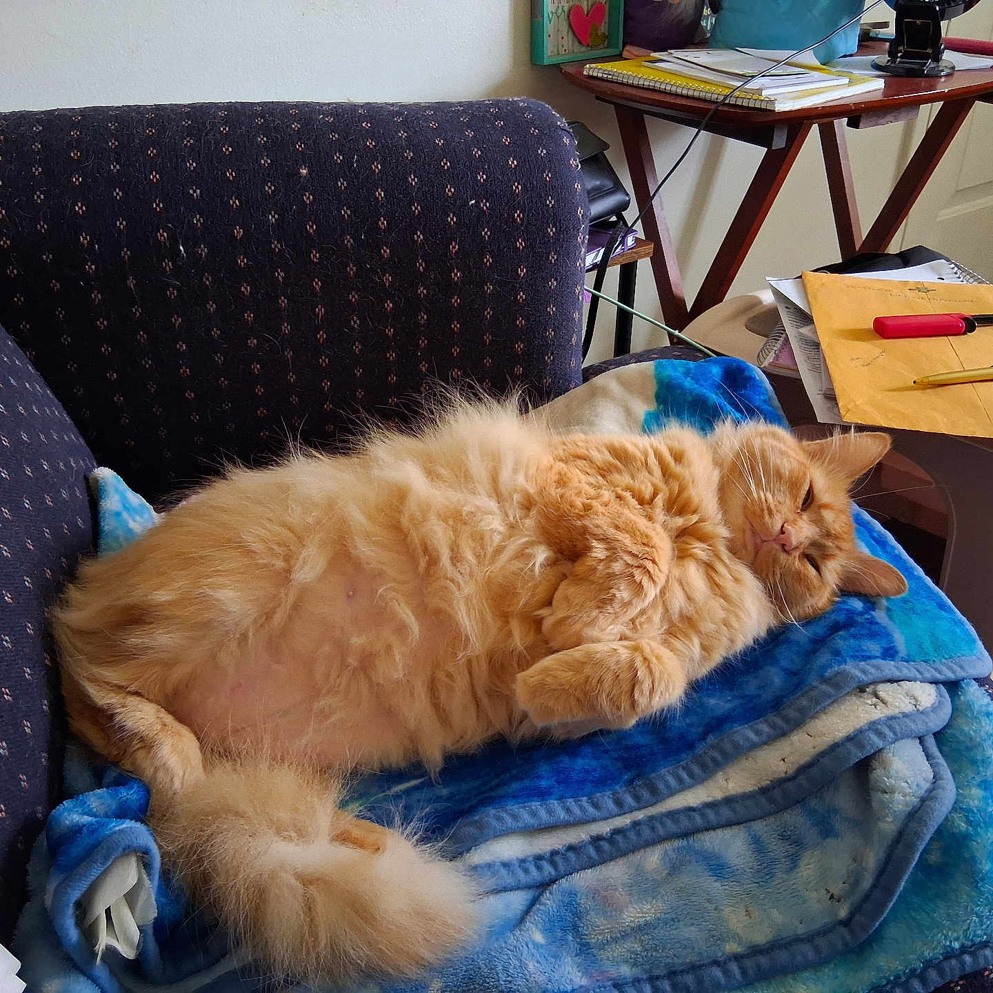 Sunflower is registered to the contest to win money with this photo: cat, orange_cat, fluffy, blanket, couch, indoor, relaxed, pet, feline, tail, paw, cozy, resting, fur, home, table, pen, paper, living_room, comfortable