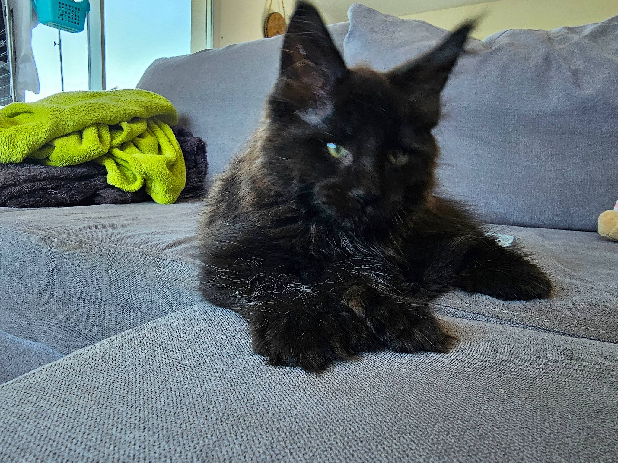 Utwo participe au concours pour gagner de l'argent avec cette photo : black_cat, bombay, carnivore, cat, cat_supply, claw, comfort, dog_breed, domestic_short_haired_cat, felidae, flooring, fur, grey, nap, paw, small_to_medium_sized_cats, snout, tail, terrestrial_animal, whiskers