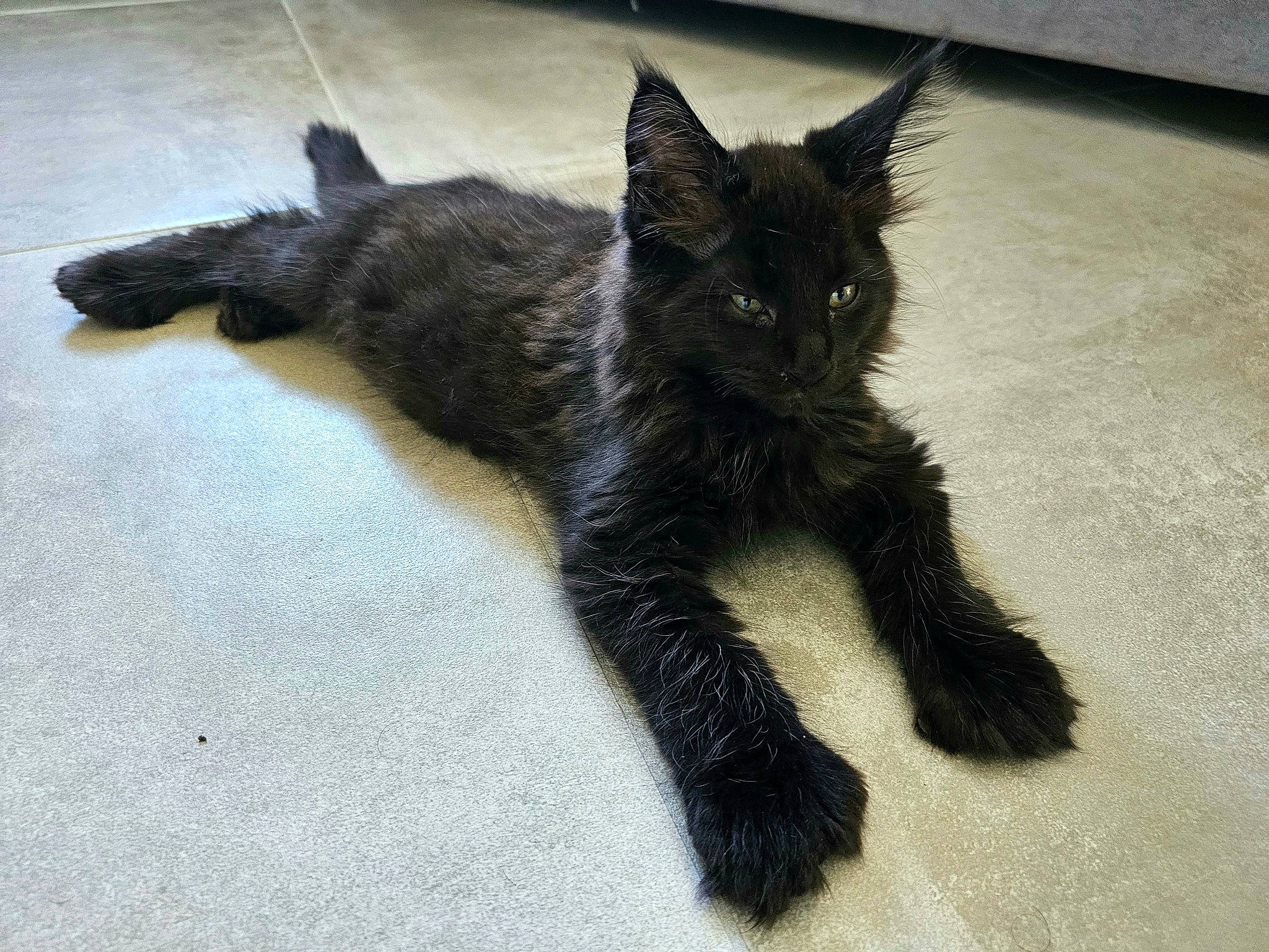 Utwo participe au concours pour gagner de l'argent avec cette photo : black_cat, bombay, canidae, carnivore, cat, claw, dog_breed, domestic_short_haired_cat, felidae, flooring, fur, paw, small_to_medium_sized_cats, snout, tail, terrestrial_animal, whiskers