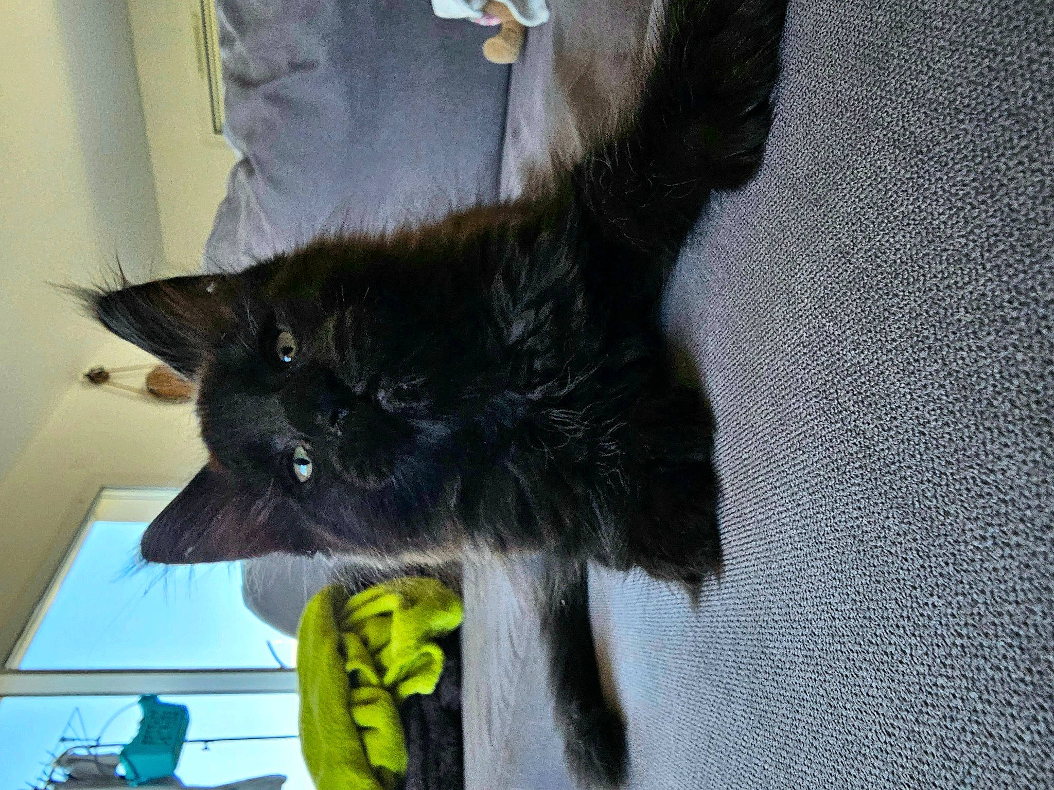 Utwo participe au concours pour gagner de l'argent avec cette photo : black_cat, bombay, canidae, carnivore, cat, claw, comfort, dog_breed, domestic_short_haired_cat, felidae, fur, gesture, grey, mammal, paw, small_to_medium_sized_cats, snout, sporting_group, tail, whiskers