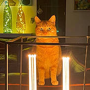 Mimine participe au concours pour gagner de l'argent avec cette photo : cat, orange_cat, indoor, lamp, lighting, modern_art, glowing, furniture, bottle, decor, curious, pet, animal, ears, eyes, couch, painting, warm_light, cozy, house