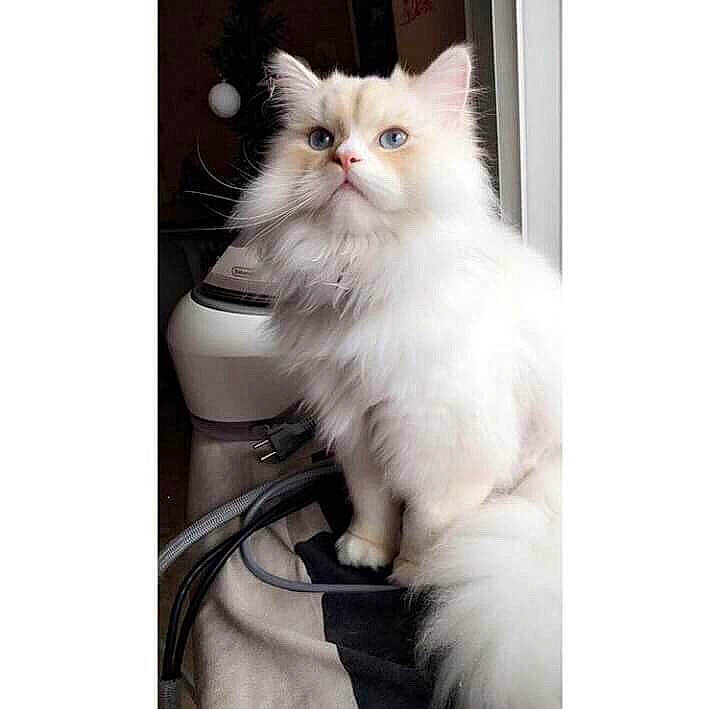 Moka a rejoint le concours — aidez-le/la à gagner de superbes lots ! british_longhair, carnivore, cat, comfort, felidae, fur, metal, paw, photo_caption, rectangle, sitting, sleeve, small_to_medium_sized_cats, tail, whiskers, window