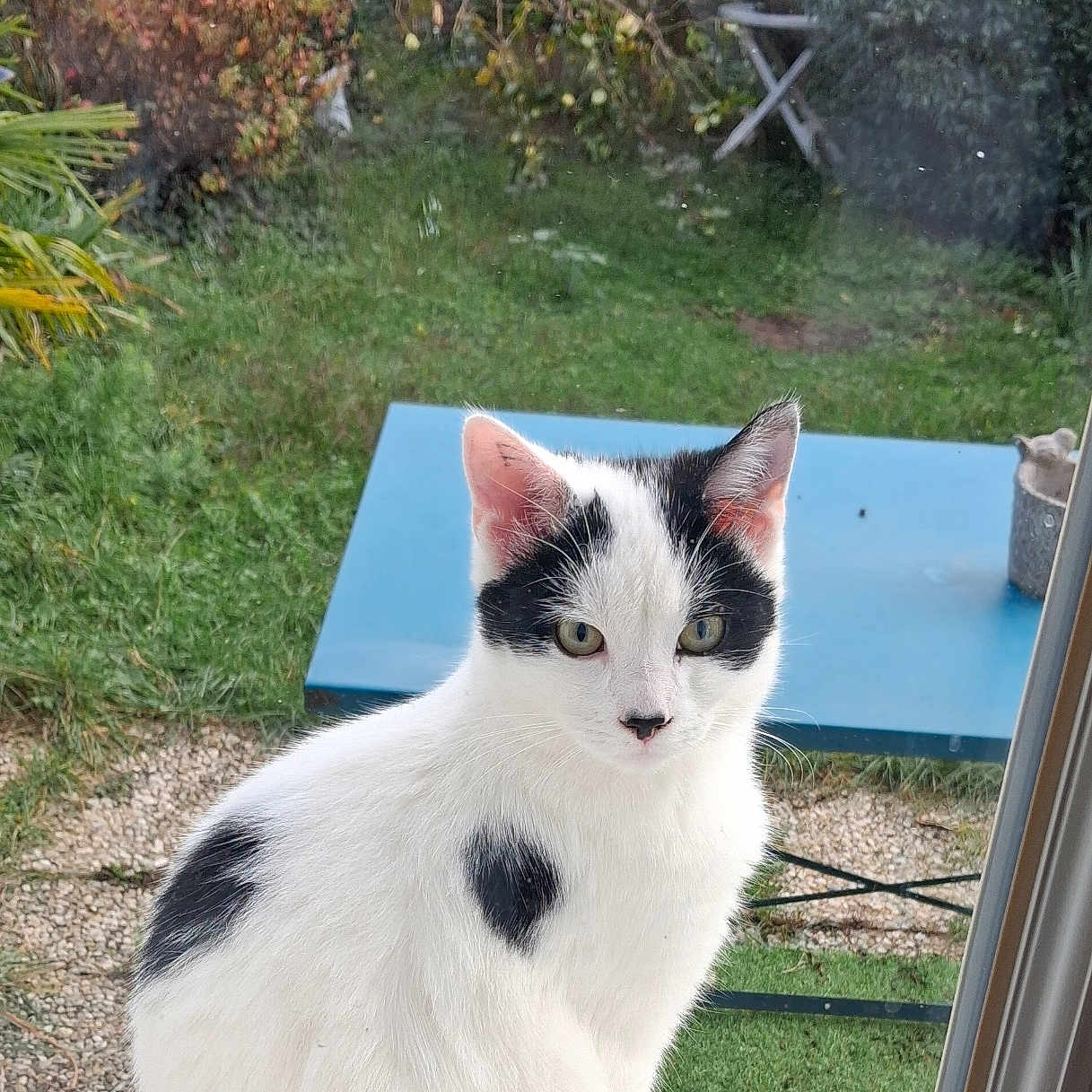 Yin participe au concours pour gagner de l'argent avec cette photo : animal, black_and_white, bushes, calm, cat, curious, daylight, domestic, feline, garden, grass, greenery, looking, nature, outdoor, pet, sitting, table, window, windowsill