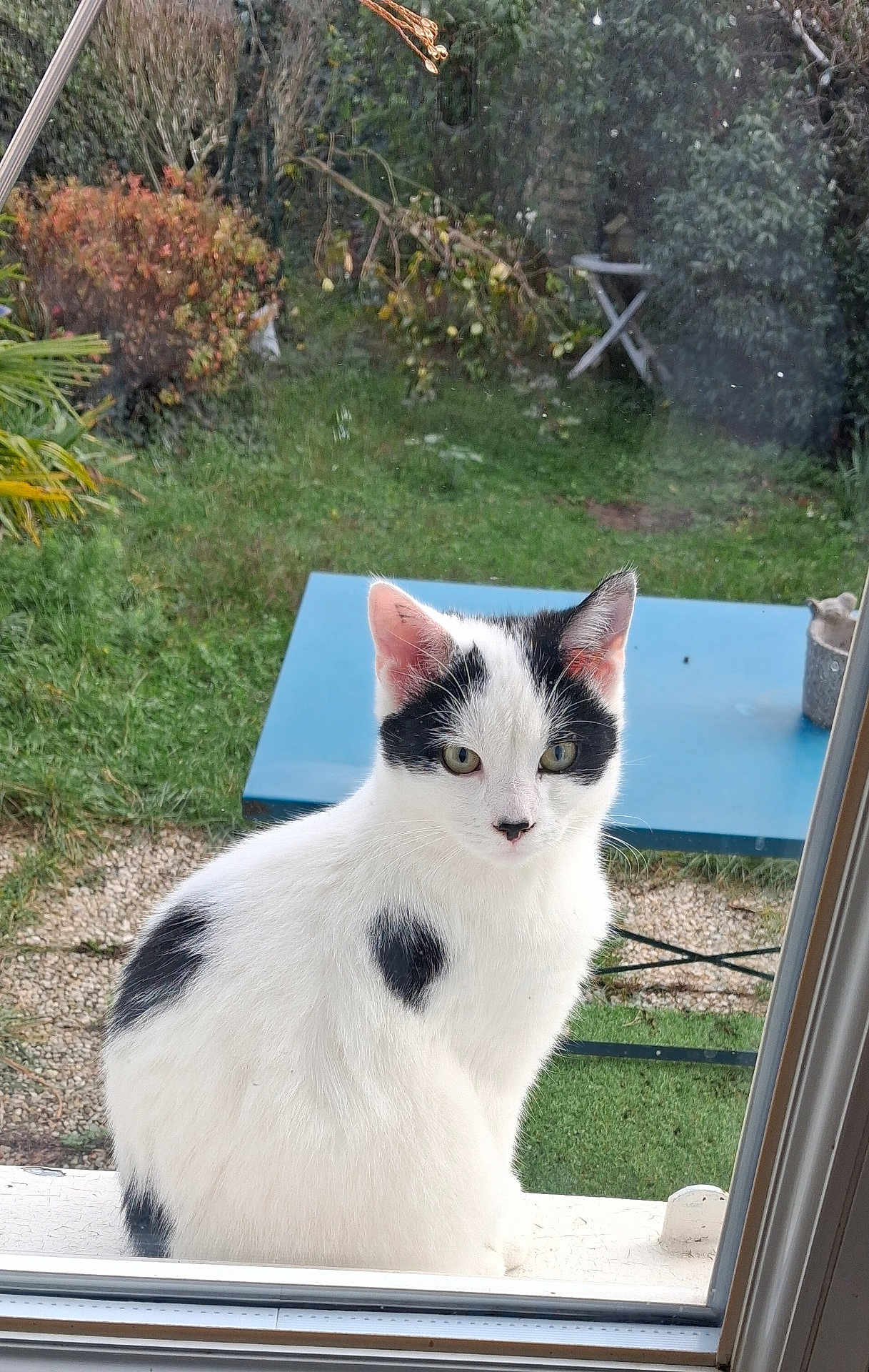 Yin participe au concours pour gagner de l'argent avec cette photo : cat, black_and_white, windowsill, outdoor, garden, greenery, table, curious, pet, animal, feline, grass, bushes, nature, looking, sitting, calm, daylight, window, domestic