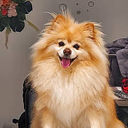 Peanut is registered to the contest to win money with this photo: dog, pomeranian, fluffy, staircase, carpet, tongue_out, happy, pet, indoor, home, decor, flower_arrangement, wall_art, smiling, fur, animal, cute, sitting, portrait, cozy