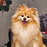 dog, pomeranian, fluffy, staircase, carpet, tongue_out, happy, pet, indoor, home, decor, flower_arrangement, wall_art, smiling, fur, animal, cute, sitting, portrait, cozy