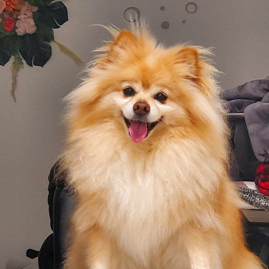 Peanut