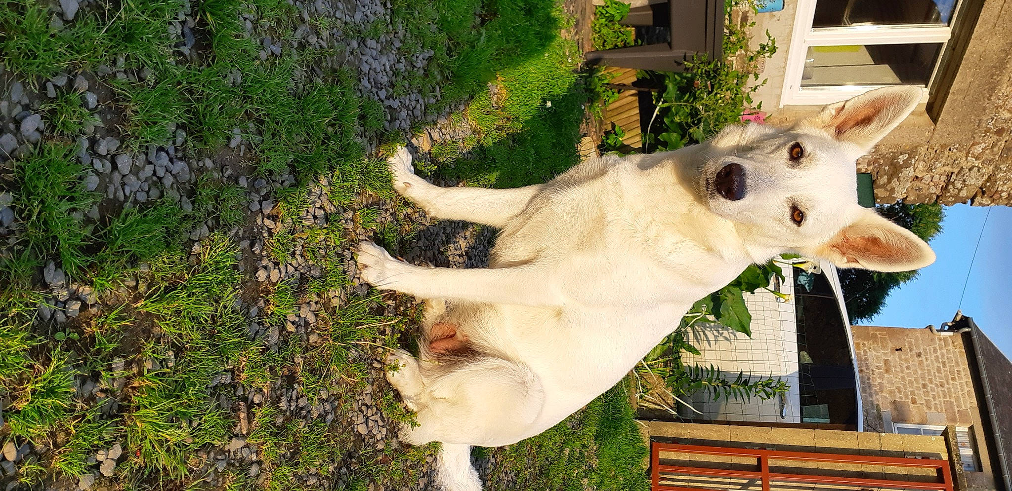 Pyxis participe au concours pour gagner de l'argent avec cette photo : canidae, carnivore, collar, companion_dog, dog, dog_breed, dog_collar, fawn, fur, grass, non_sporting_group, plant, snout, sporting_group, tail, tree, whiskers, window, working_animal