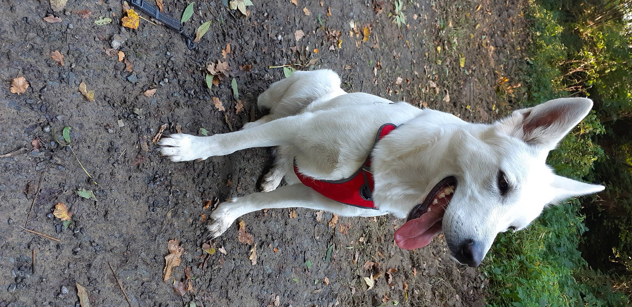 Pyxis participe au concours pour gagner de l'argent avec cette photo : carnivore, collar, companion_dog, dog, dog_breed, dog_collar, dog_supply, fawn, grass, paw, pet_supply, road_surface, shadow, snout, soil, sporting_group, tail, terrestrial_animal, working_animal, working_dog