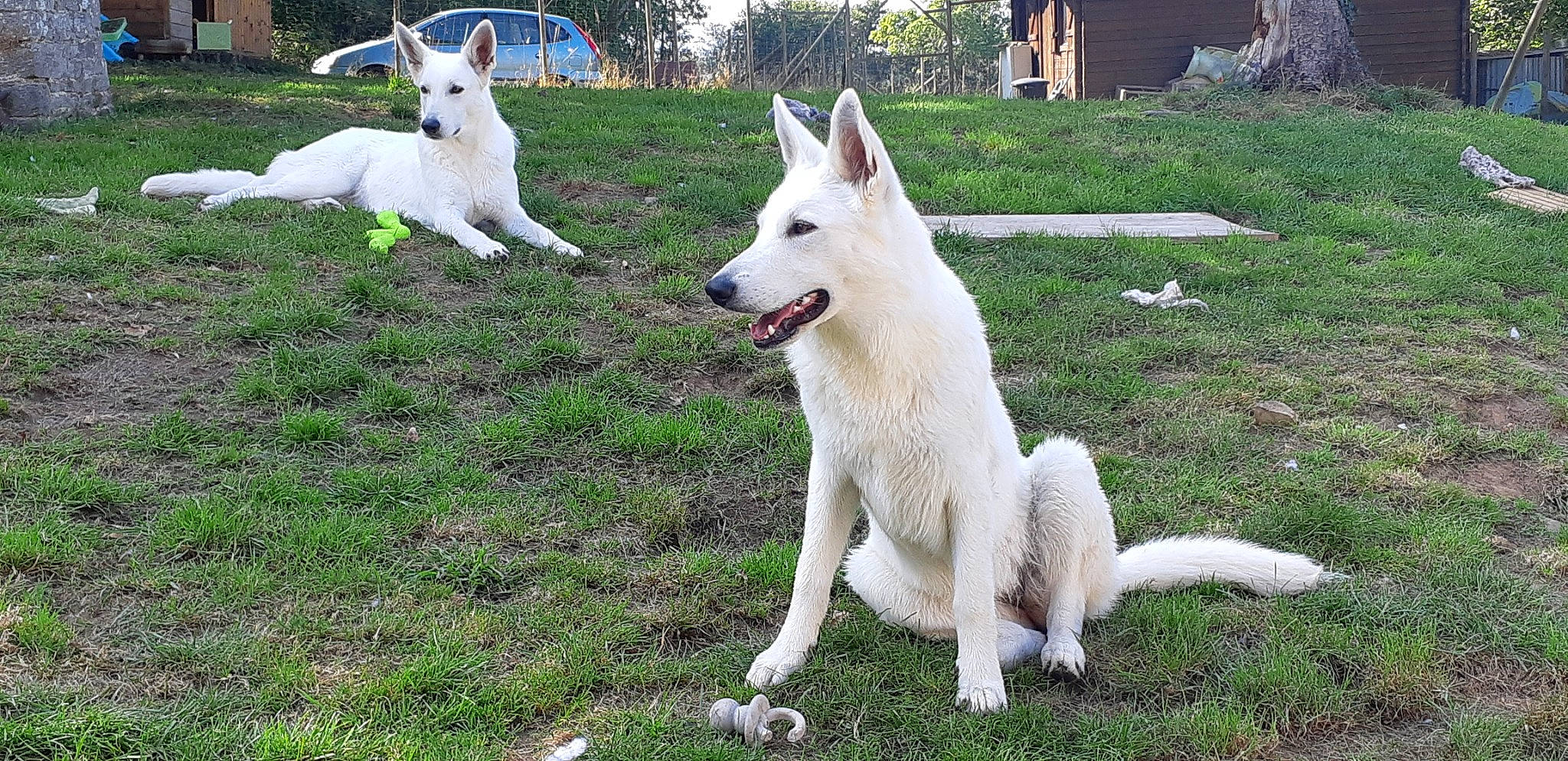 Satis a rejoint le concours — aidez-le/la à gagner de superbes lots ! ancient_dog_breeds, canidae, carnivore, collar, companion_dog, dog, dog_breed, fang, fawn, grass, herding_dog, non_sporting_group, plant, snout, sporting_group, tail, terrestrial_animal, white_shepherd, working_animal, working_dog