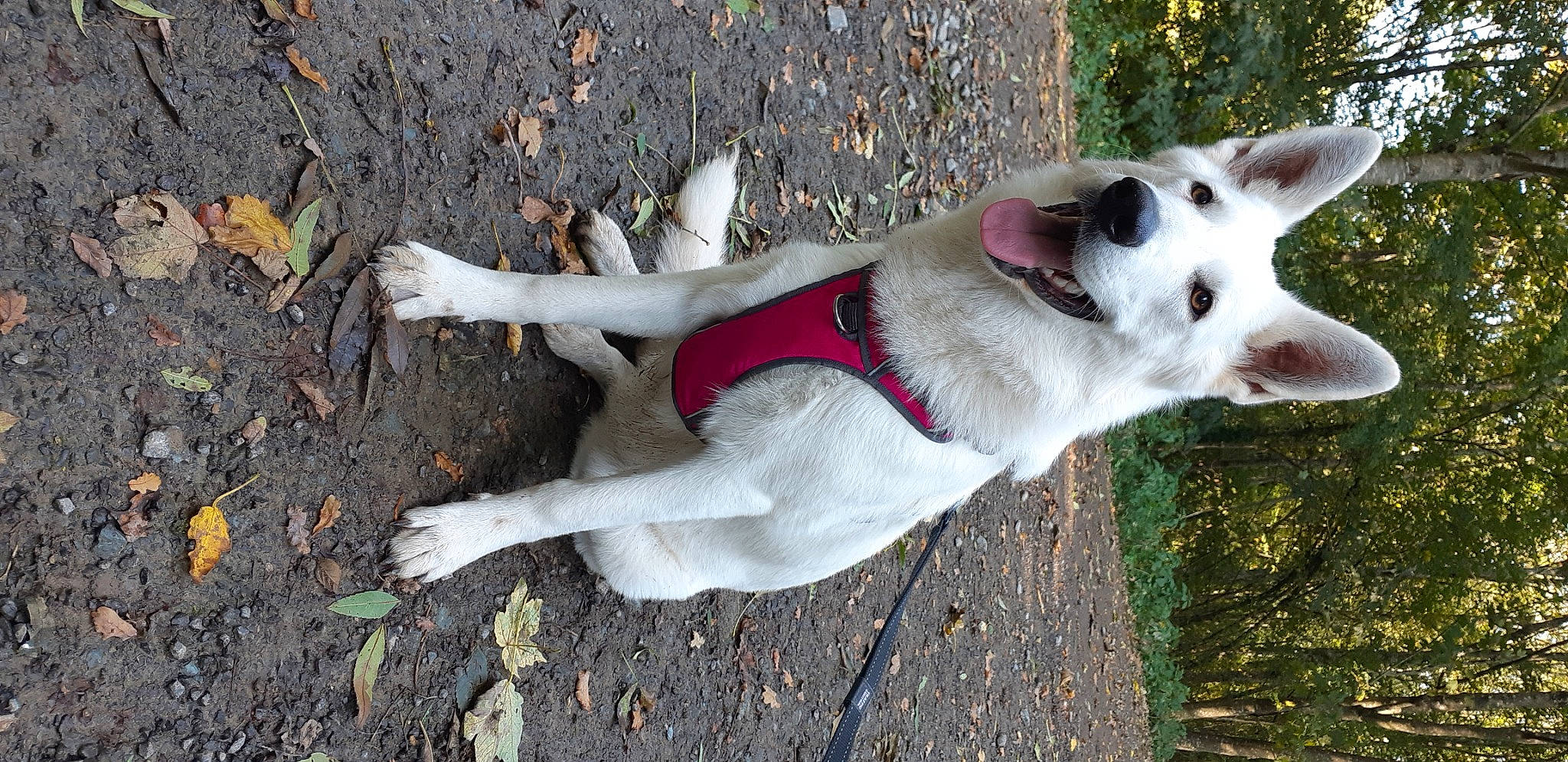 Satis participe au concours pour gagner de l'argent avec cette photo : canidae, carmine, carnivore, collar, companion_dog, dog, dog_breed, dog_collar, dog_supply, fawn, fur, grass, non_sporting_group, plant, snout, soil, sporting_group, tail, terrestrial_animal, working_animal