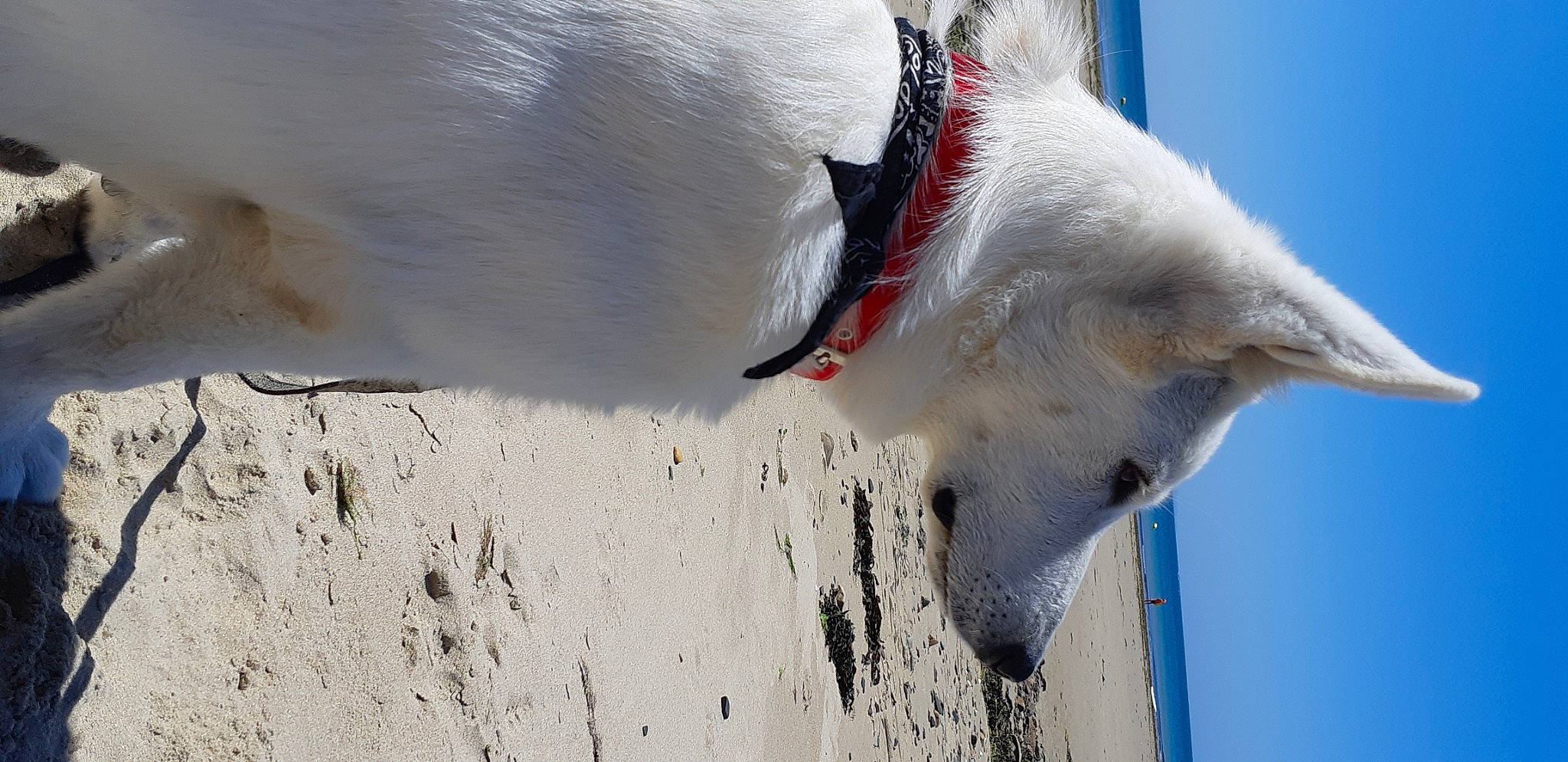 Satis a rejoint le concours — aidez-le/la à gagner de superbes lots ! beach, beak, blue, canidae, carnivore, dog, dog_breed, fin, jaw, lamniformes, seabird, sky, snout, sporting_group, tail, water, wing, winter, wood, working_animal