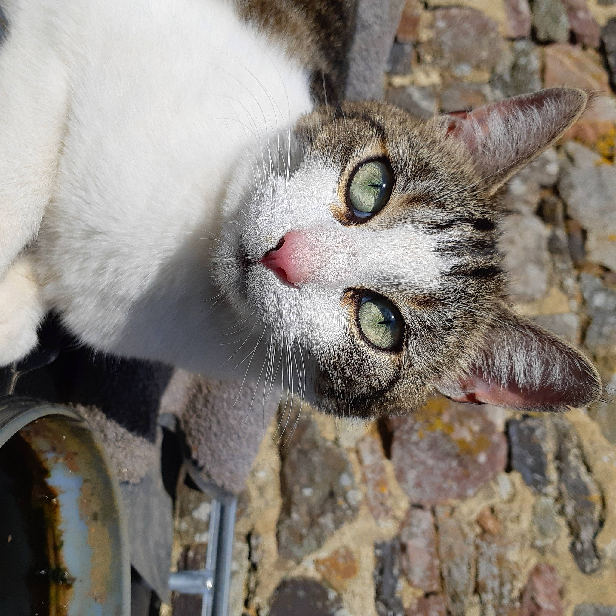 Vayana a rejoint le concours — aidez-le/la à gagner de superbes lots ! carnivore, cat, claw, collar, domestic_short_haired_cat, felidae, fur, paw, plant, small_to_medium_sized_cats, snout, tail, terrestrial_animal, tree, whiskers, wildlife