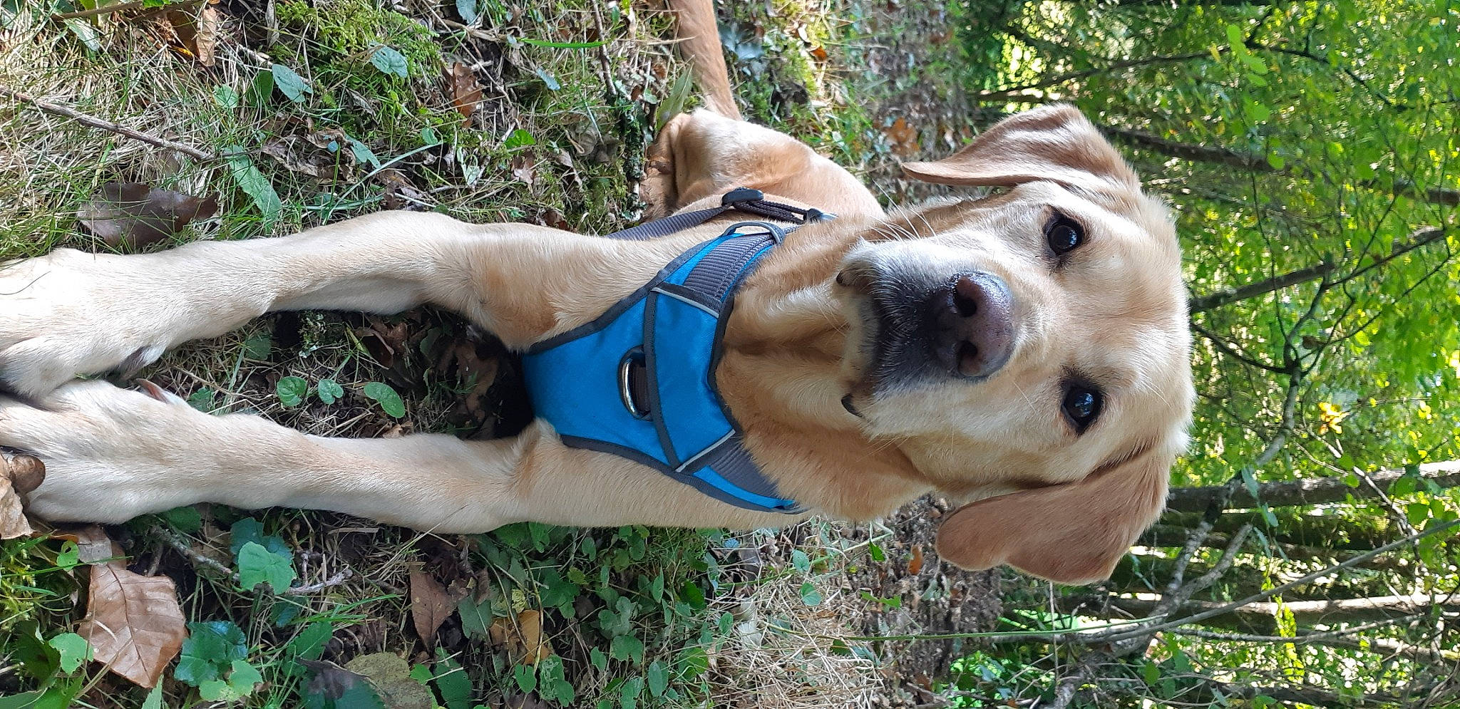 Vick participe au concours pour gagner de l'argent avec cette photo : carnivore, collar, companion_dog, dog, dog_breed, dog_collar, dog_supply, electric_blue, fawn, grass, human_leg, leash, pet_supply, plant, recreation, snout, sporting_group, thigh, tree, working_animal