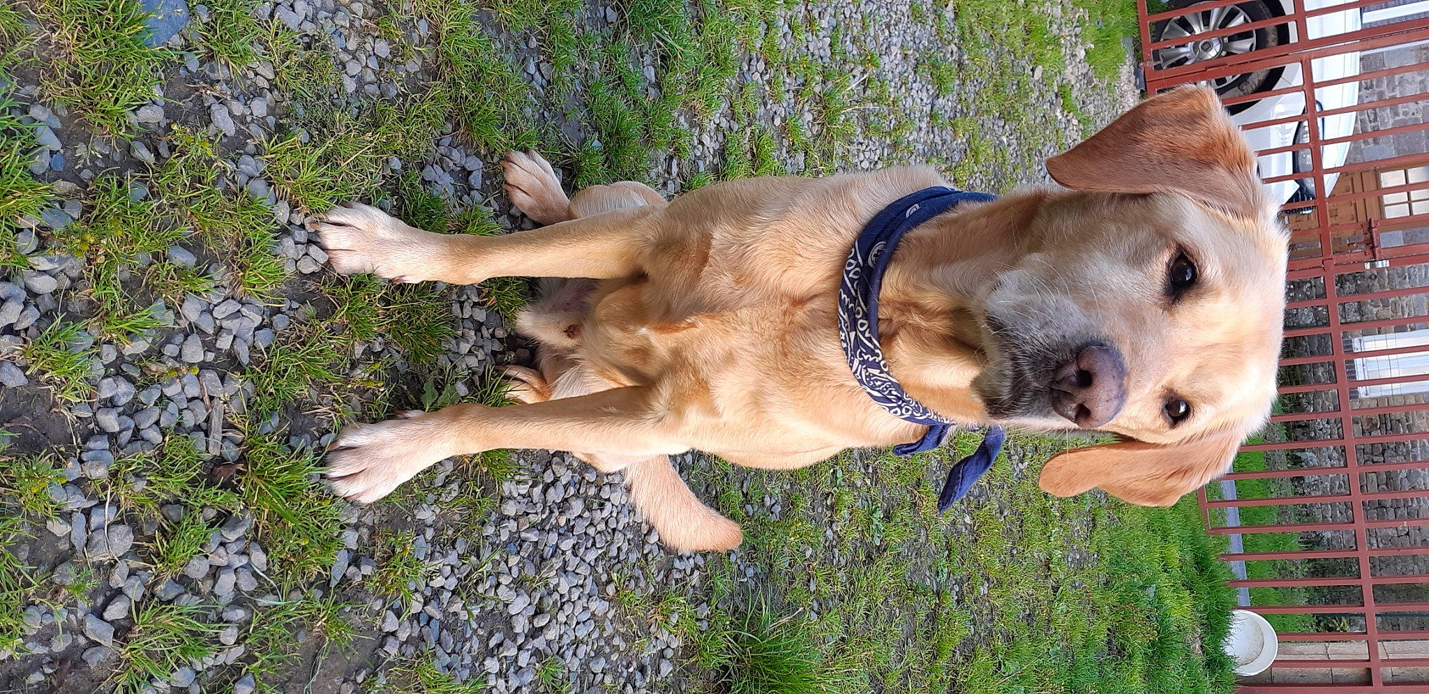 Vick participe au concours pour gagner de l'argent avec cette photo : carnivore, clock, collar, companion_dog, dog, dog_breed, dog_collar, fawn, grass, guard_dog, gun_dog, pet_supply, plant, snout, sporting_group, tail, terrestrial_animal, whiskers, working_animal, working_dog