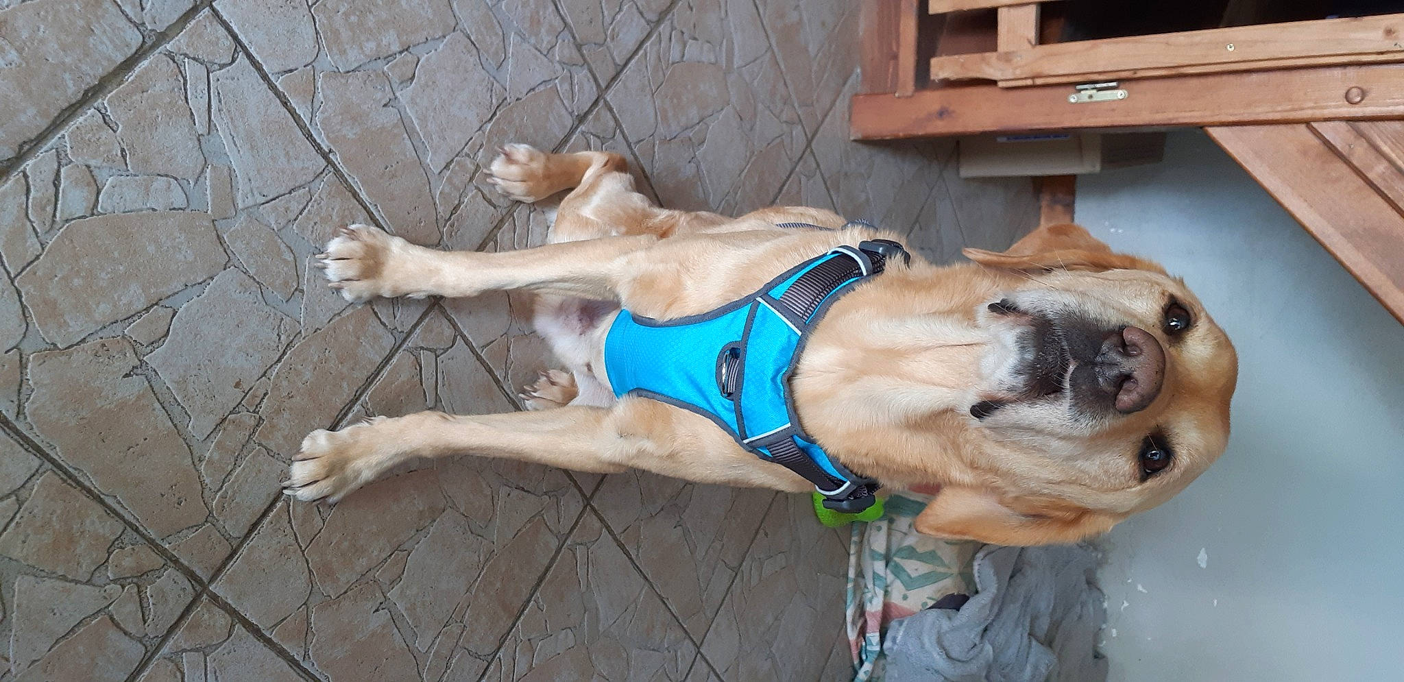 Vick participe au concours pour gagner de l'argent avec cette photo : carnivore, collar, companion_dog, dog, dog_breed, dog_clothes, dog_collar, dog_supply, electric_blue, fawn, human_leg, leash, pet_supply, snout, sporting_group, tail, thigh, vertebrate, wood, working_animal