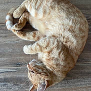 Gaston joined the competition — help win amazing prizes! cat, orange_tabby, feline, pet, animal, relaxed, curled_up, whiskers, fur, ears, floor, wooden_floor, domestic_cat, cute, sleepy, resting, indoor, close_up, mammal, tabby_pattern