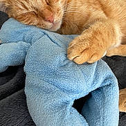 Gaston participe au concours pour gagner de l'argent avec cette photo : cat, orange_tabby, sleeping, stuffed_toy, plush, close_up, paw, cozy, nap, soft_texture, indoor, pet, animal, cute, relaxed, feline, comfort, resting, fur, adorable