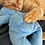 cat, orange_tabby, sleeping, stuffed_toy, plush, close_up, paw, cozy, nap, soft_texture, indoor, pet, animal, cute, relaxed, feline, comfort, resting, fur, adorable