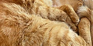 Gaston a rejoint le concours — aidez-le/la à gagner de superbes lots ! cat, ginger_cat, sleeping, fur, pet, cozy, blanket, pink_blanket, cream_blanket, curled_up, resting, indoor, animal, feline, close_up, soft_texture, warm, relaxed, cute, domestic_cat