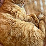 cat, ginger_cat, sleeping, fur, pet, cozy, blanket, pink_blanket, cream_blanket, curled_up, resting, indoor, animal, feline, close_up, soft_texture, warm, relaxed, cute, domestic_cat