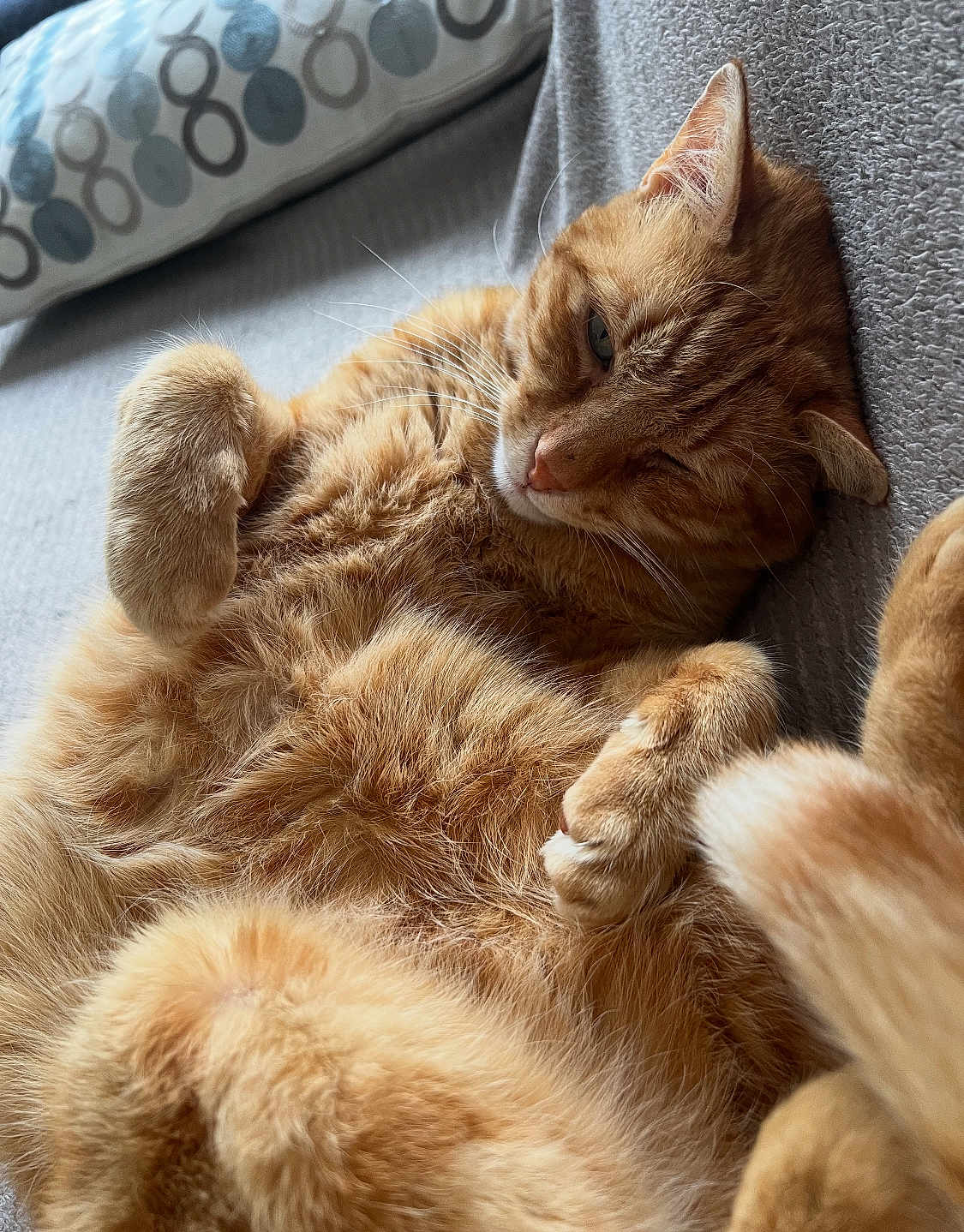 Gaston participe au concours pour gagner de l'argent avec cette photo : cat, orange_tabby, feline, pet, relaxed, sleepy, couch, indoor, fur, whiskers, paws, cozy, pillow, patterned, gray, resting, closeup, soft, domestic_animal, cute