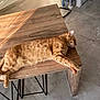 Gaston participe au concours pour gagner de l'argent avec cette photo : cat, orange_tabby, sleeping, table, wooden_table, sunlight, indoor, floor_tiles, relaxation, pet, animal, domestic, feline, home, resting, cozy, quiet, peaceful, living_room, daylight