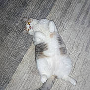 Asha joined the competition — help win amazing prizes! cat, pet, lying_down, carpet, fluffy, relaxed, indoor, animal, feline, cute, white, gray, striped_tail, paws, fur, domestic_cat, laid_back, playful, resting, flash