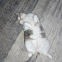 animal, carpet, cat, cute, domestic_cat, feline, flash, fluffy, fur, gray, indoor, laid_back, lying_down, paws, pet, playful, relaxed, resting, striped_tail, white