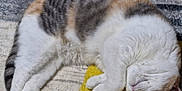 Asha is registered to the contest to win money with this photo: cat, sleeping, feline, fur, pet, cozy, indoor, resting, striped, white, tabby, animal, cute, cute_animal, paw, relaxed, home, carpet, soft, domestic_cat