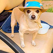 Thomas joined the competition — help win amazing prizes! dog, small_dog, hat, straw_hat, beige_seat, outdoor, bowl, clothing, jeans, curious, pet, animal, face, standing, brown, tan, snout, ears, fur, leash