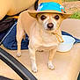 dog, small_dog, hat, straw_hat, beige_seat, outdoor, bowl, clothing, jeans, curious, pet, animal, face, standing, brown, tan, snout, ears, fur, leash