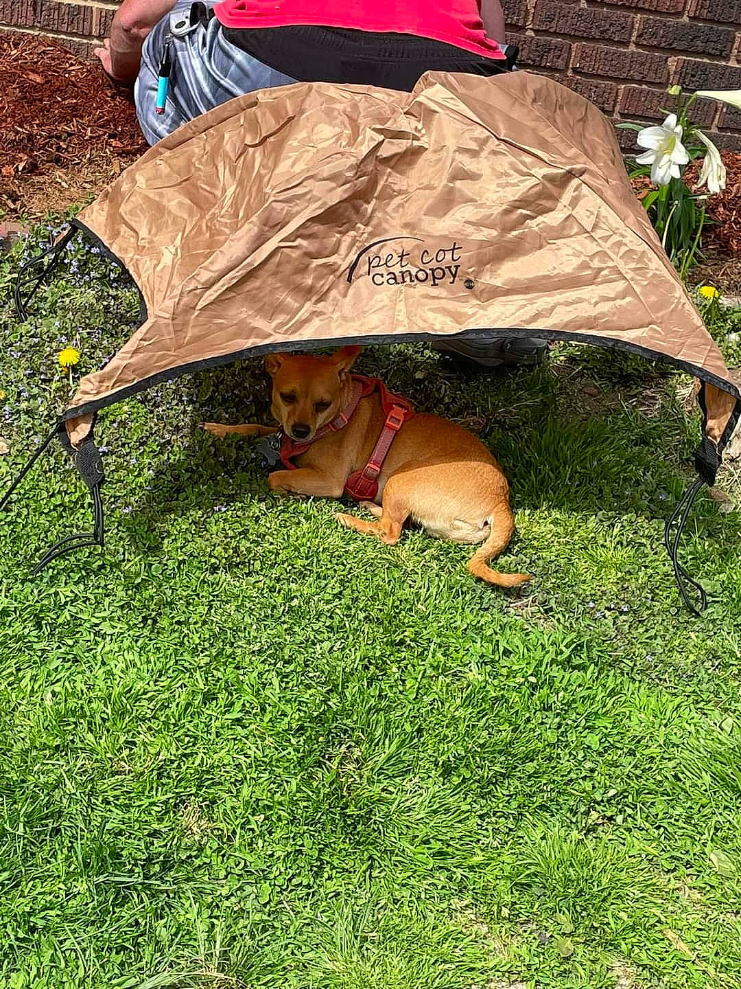 Baby Boy joined the competition — help win amazing prizes! canidae, carnivore, companion_dog, dog, dog_breed, dog_clothes, dog_supply, fashion_accessory, fawn, grass, groundcover, hat, lawn, leash, leisure, plant, shade, sporting_group, tints_and_shades, working_animal