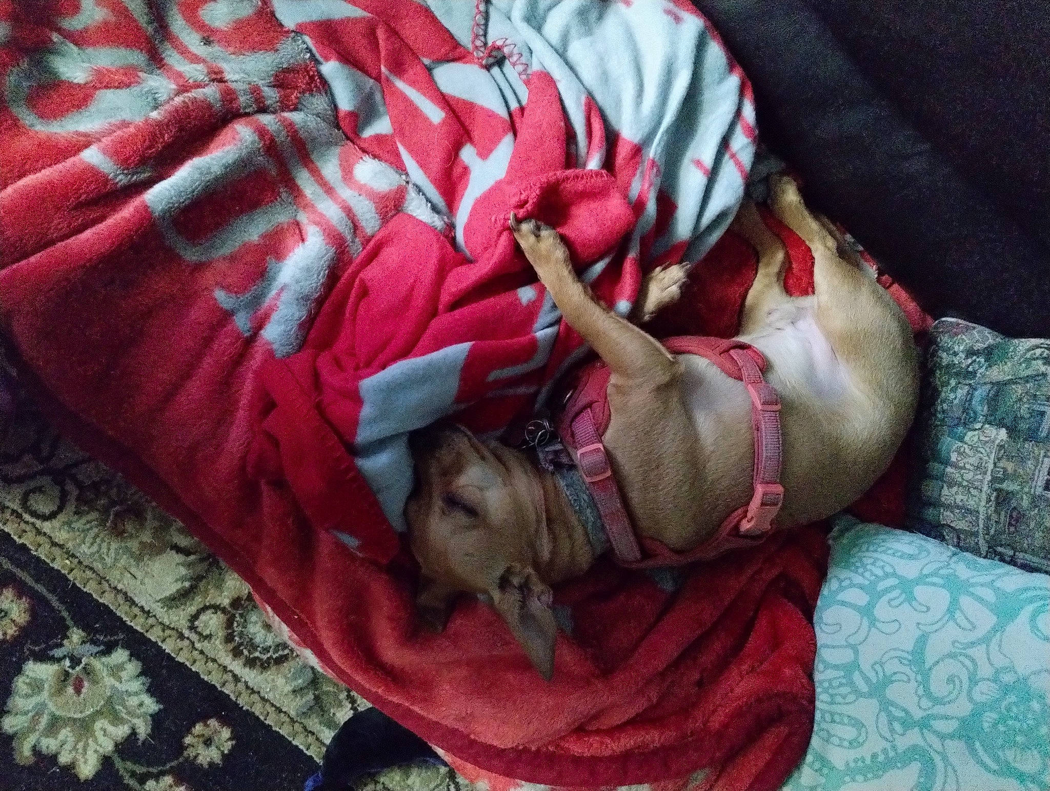 Baby Boy joined the competition — help win amazing prizes! bag, bed, bed_sheet, bedding, blanket, carmine, comfort, felidae, flesh, fur, human_leg, linens, magenta, nap, pattern, plaid, room, small_to_medium_sized_cats, textile, wood