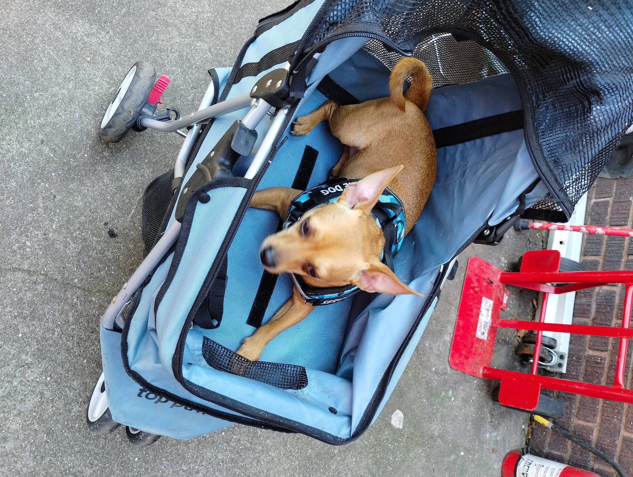 Baby Boy joined the competition — help win amazing prizes! auto_part, baby_carriage, baby_products, bag, baggage, canidae, carmine, carnivore, companion_dog, dog, dog_breed, electric_blue, fashion_accessory, fawn, luggage_and_bags, motor_vehicle, personal_protective_equipment, recreation, sporting_group, working_animal