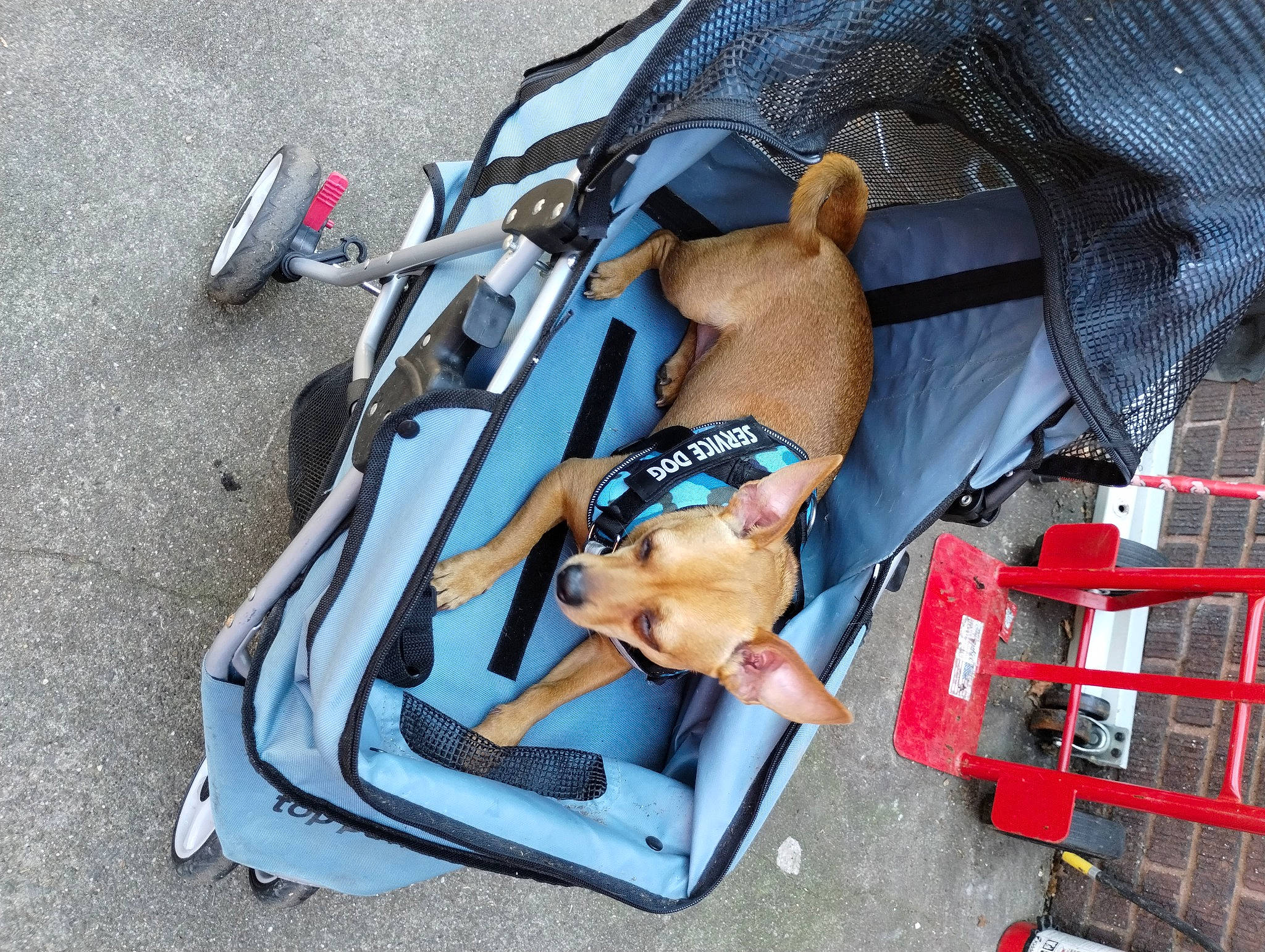 Baby Boy joined the competition — help win amazing prizes! adventure, auto_part, baby_carriage, baby_products, bag, baggage, carmine, electric_blue, fashion_accessory, luggage_and_bags, outdoor_shoe, recreation, travel