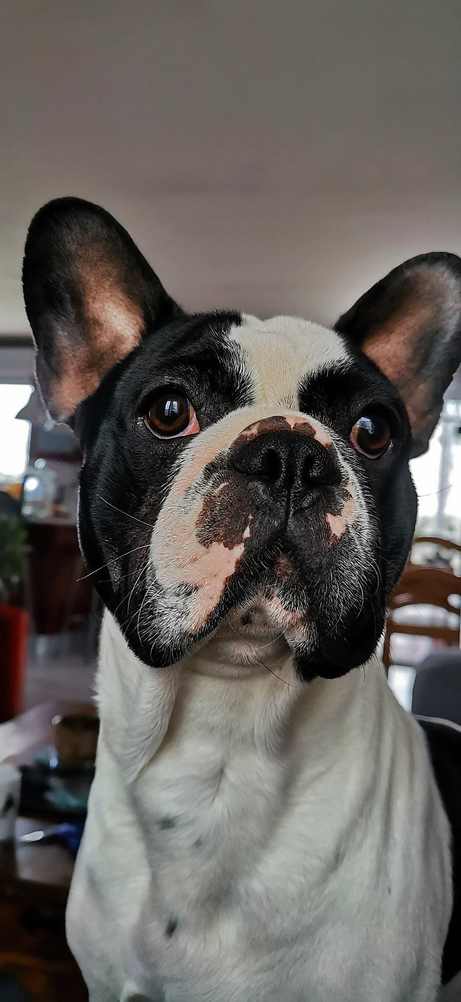 Obi-wan participe au concours pour gagner de l'argent avec cette photo : ancient_dog_breeds, boston_terrier, bulldog, canidae, carnivore, close_up, companion_dog, dog, dog_breed, eye, fawn, french_bulldog, mammal, non_sporting_group, nose, rare_breed_dog, snout, toy_bulldog, vertebrate, whiskers