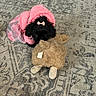 dog, puppy, black_dog, pink_jacket, bow, stuffed_toy, rug, indoor, pet_toy, plush, floor, cozy, cute, small_dog, animal, pet, toy, fabric, pattern, home