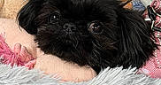 Gemma joined the competition — help win amazing prizes! animal, black_dog, blanket, closeup, comfort, companion, cozy, cushion, cute, cute_pet, dog, fluffy, fur, home, indoor, pet, relaxing, resting, sleepy, soft