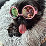 dog, black_dog, sunglasses, pink_sunglasses, tongue_out, fluffy, fur, pet, cute, reflection, phone, hand, white_rug, indoor, close_up, portrait, playful, relaxed, animal, cozy