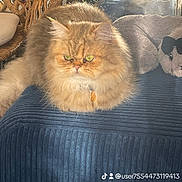 Uno a rejoint le concours — aidez-le/la à gagner de superbes lots ! abyssinian, angora, animal, architecture, building, cat, couch, cushion, furniture, homedecor, indoors, interiordesign, kitten, livestock, livingroom, manx, pet, room, sheep, snout