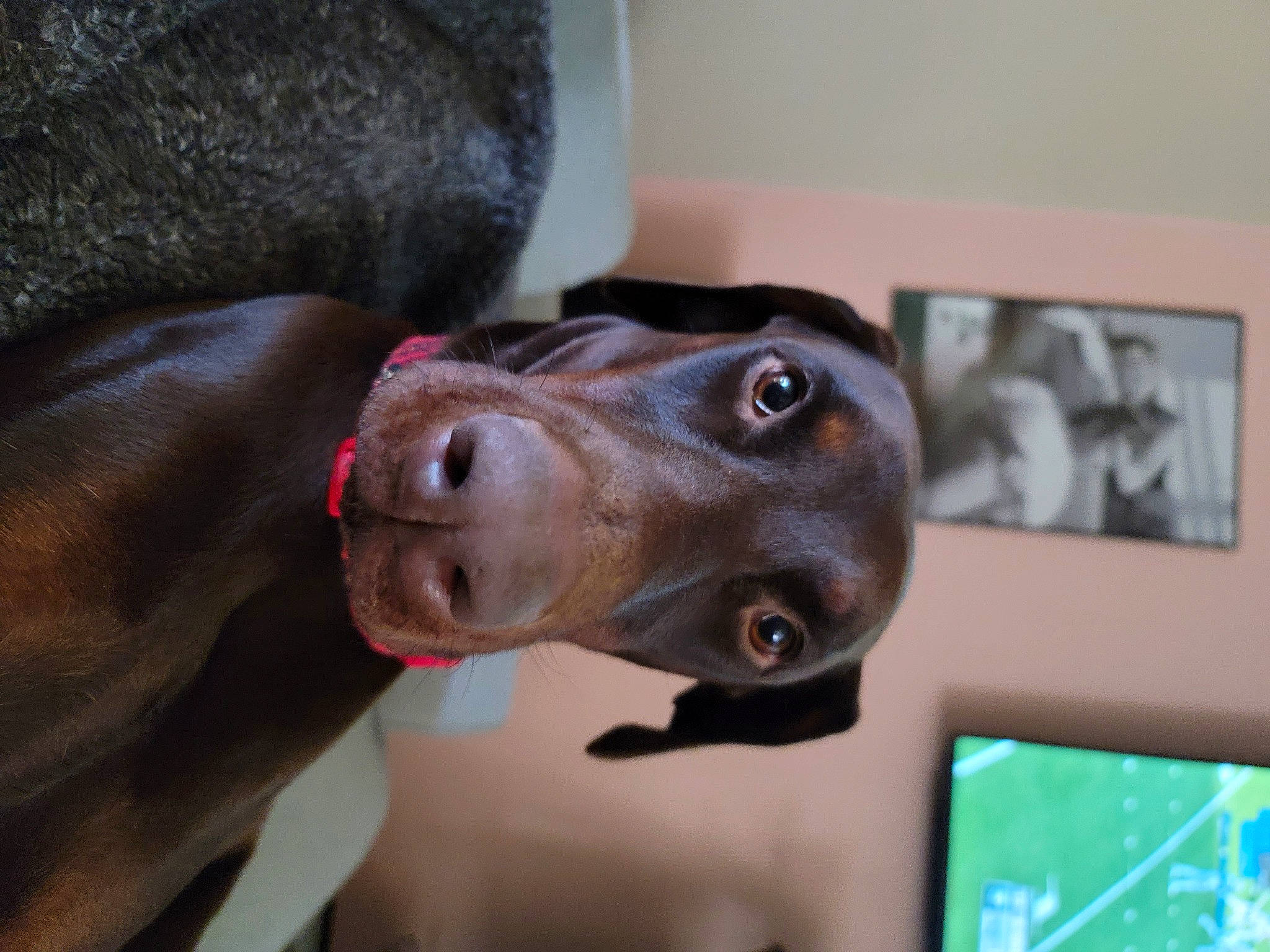 Nyx is registered to the contest to win money with this photo: art, canidae, carnivore, collar, companion_dog, dog, dog_breed, dog_collar, fawn, guard_dog, liver, non_sporting_group, personal_protective_equipment, pet_supply, picture_frame, sculpture, snout, sporting_group, whiskers, working_animal