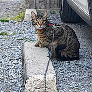 Grisou a rejoint le concours — aidez-le/la à gagner de superbes lots ! cat, tabby_cat, leash, gravel, concrete_block, parking_area, car, tire, wooden_fence, outdoor, animal, pet, fur, yellow_eyes, sitting, curious, collar, daylight, nature, closeup