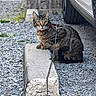 cat, tabby_cat, leash, gravel, concrete_block, parking_area, car, tire, wooden_fence, outdoor, animal, pet, fur, yellow_eyes, sitting, curious, collar, daylight, nature, closeup