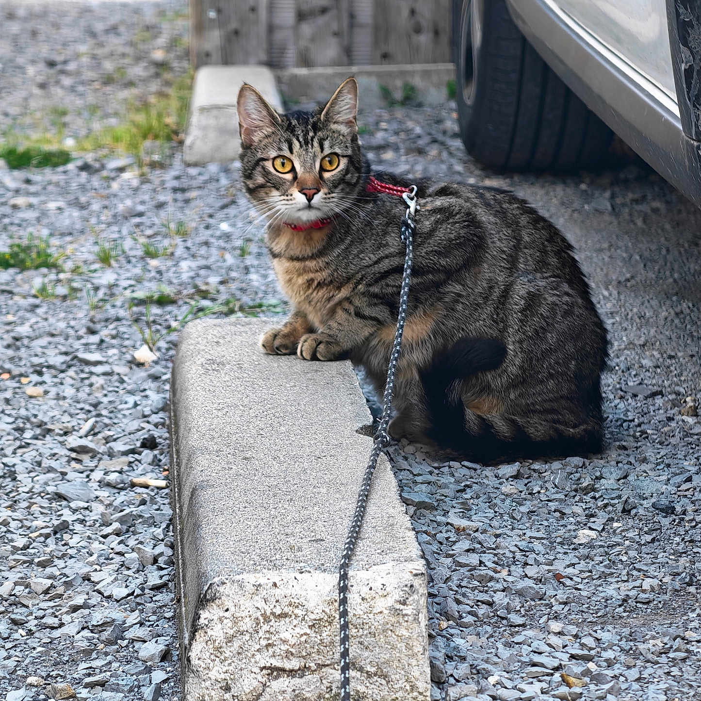 Grisou a rejoint le concours — aidez-le/la à gagner de superbes lots ! cat, tabby_cat, leash, gravel, concrete_block, parking_area, car, tire, wooden_fence, outdoor, animal, pet, fur, yellow_eyes, sitting, curious, collar, daylight, nature, closeup