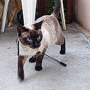 Tania participe au concours pour gagner de l'argent avec cette photo : siamese_cat, cat, blue_eyes, animal, pet, walking, concrete_floor, plastic_chair, outdoor, greenery, whiskers, tail, fur, mammal, curious, motion_blur, domestic_cat, side_view, floor, background